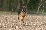 BERGER ALLEMAND 1043
